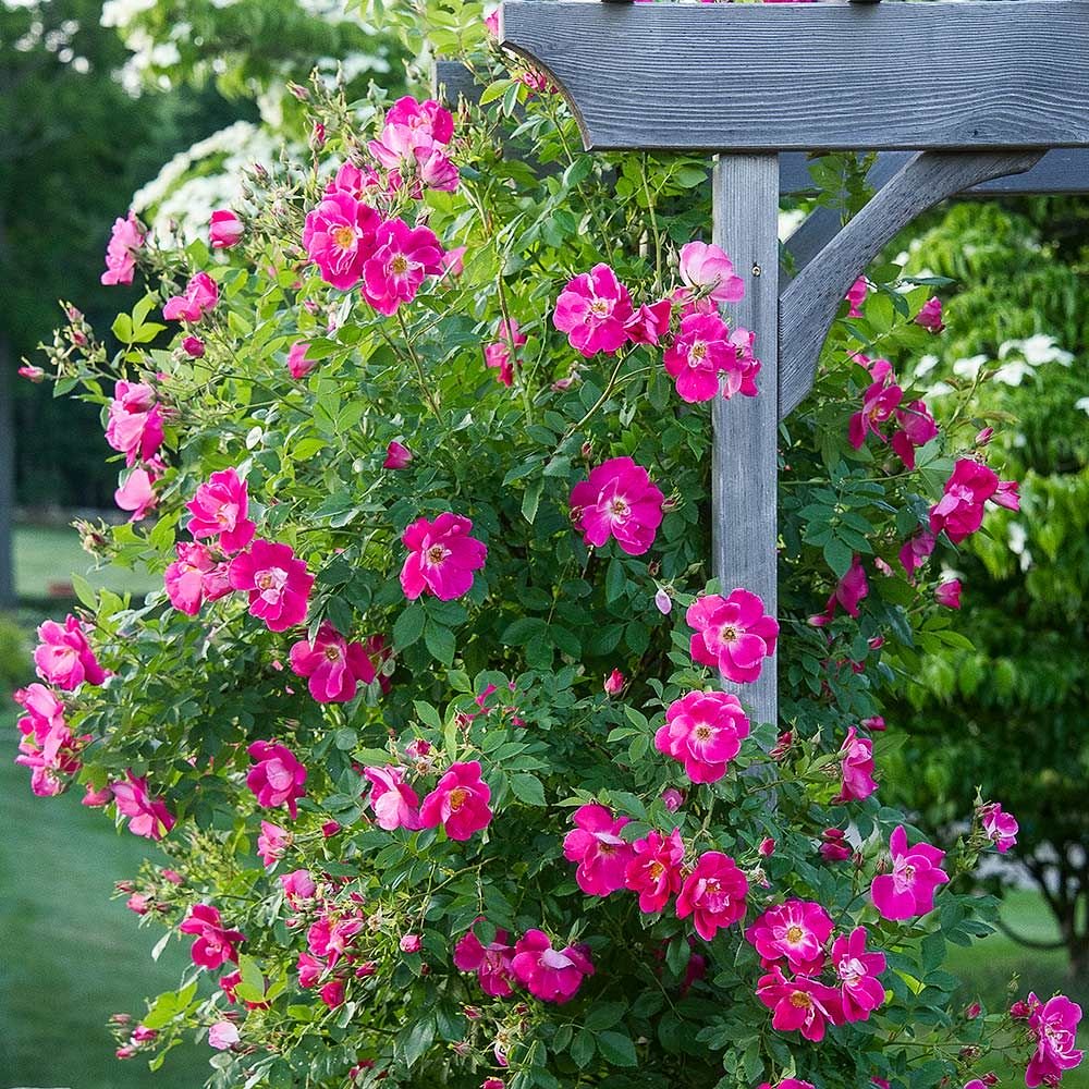 Превью изображения