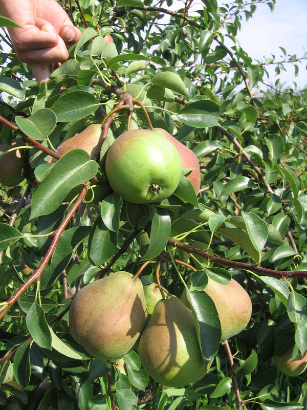 Превью изображения