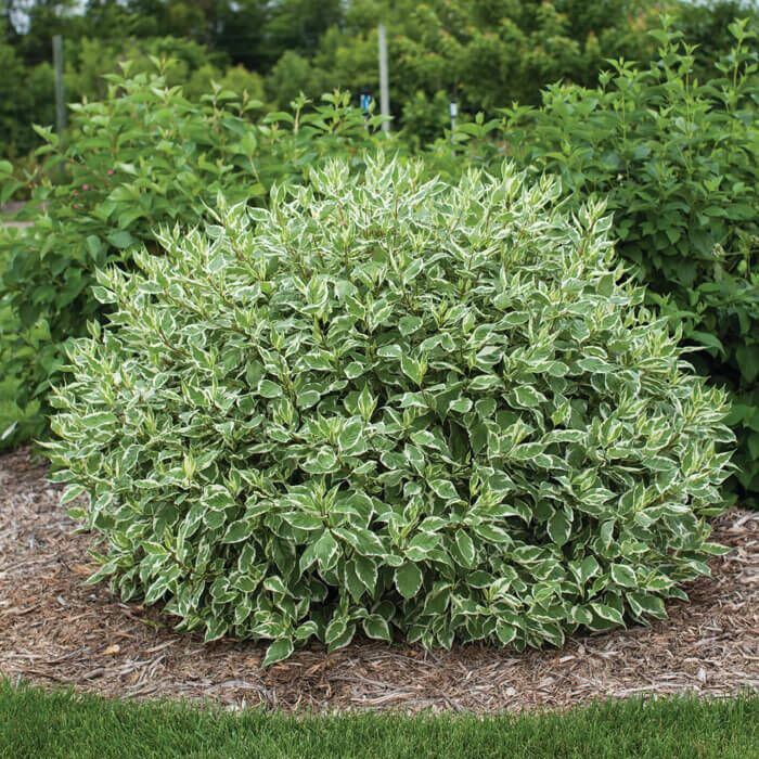 Превью изображения