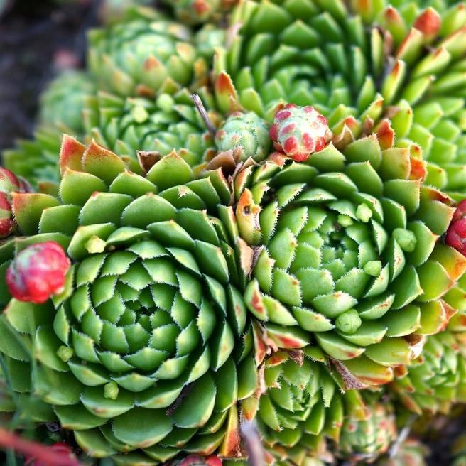 Превью изображения