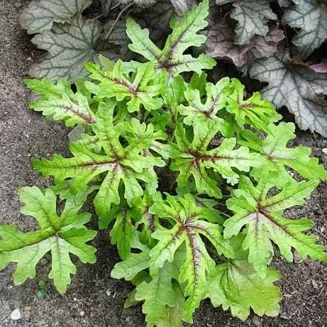 Превью изображения