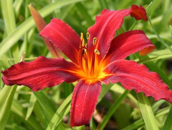 Превью изображения