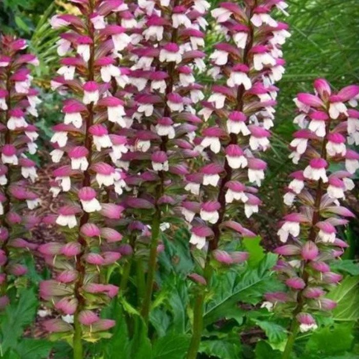 Превью изображения