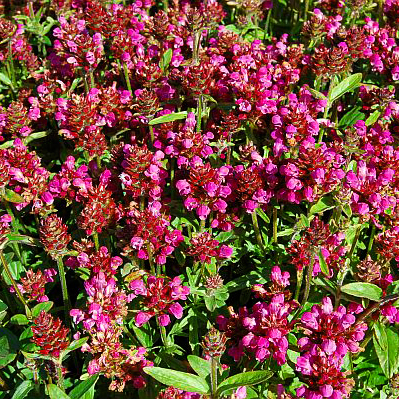 Превью изображения