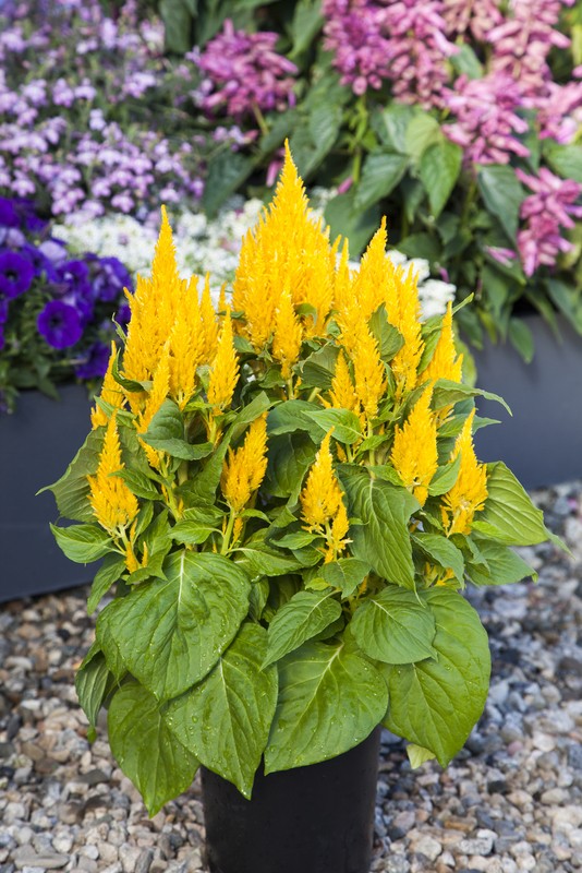 Превью изображения