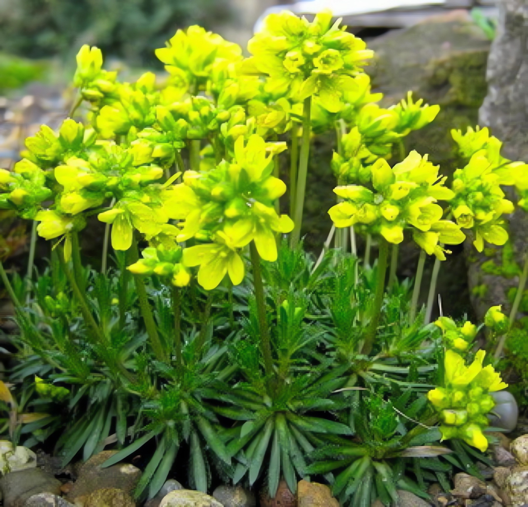 Превью изображения