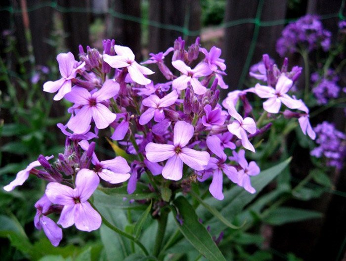 Превью изображения