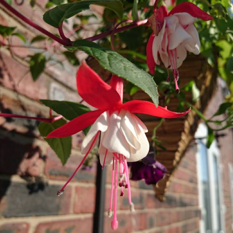 Превью изображения