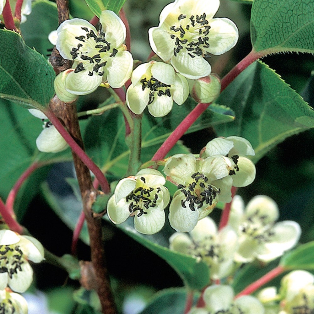 Превью изображения