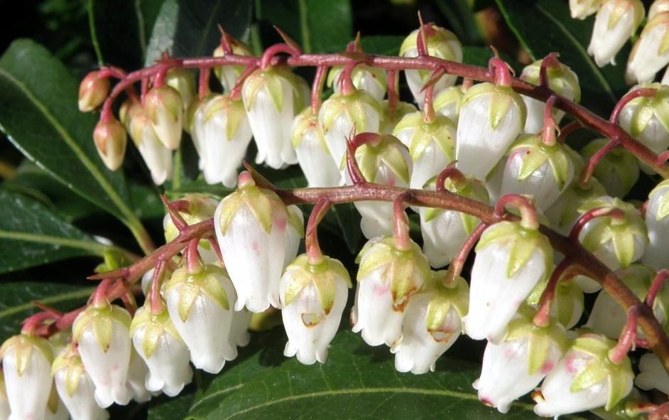 Превью изображения