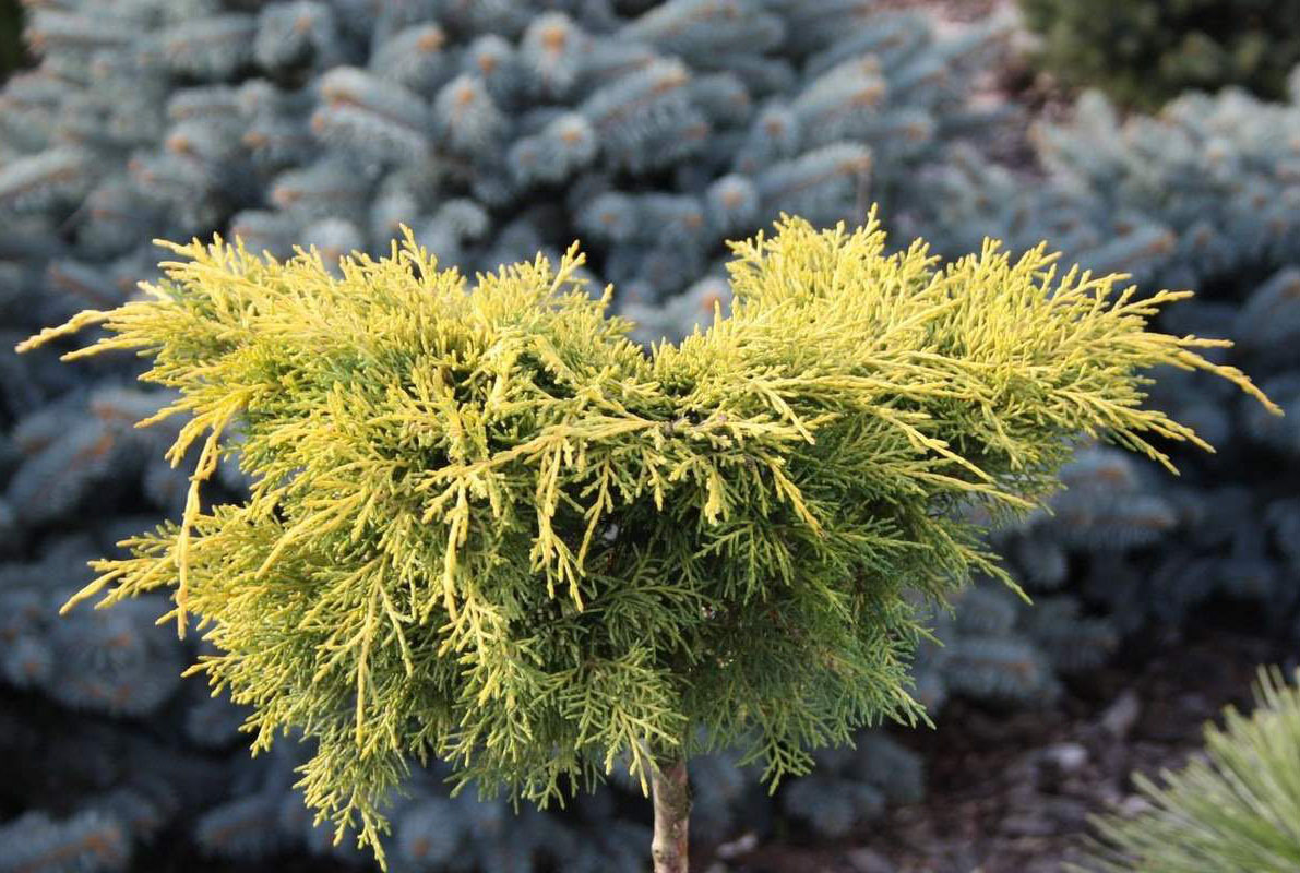 Превью изображения