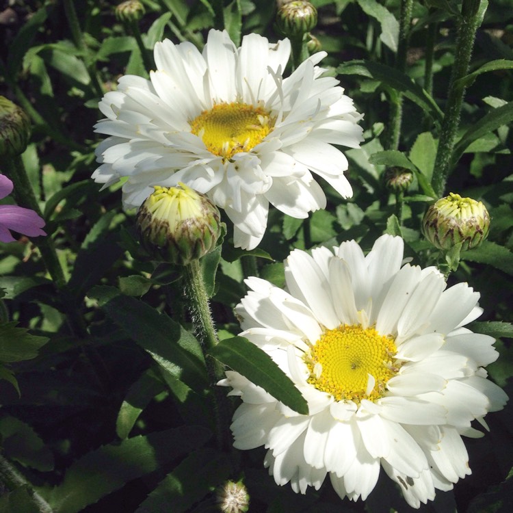 Превью изображения