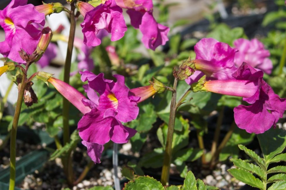 Превью изображения