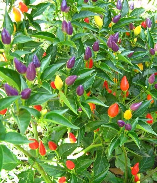 Превью изображения