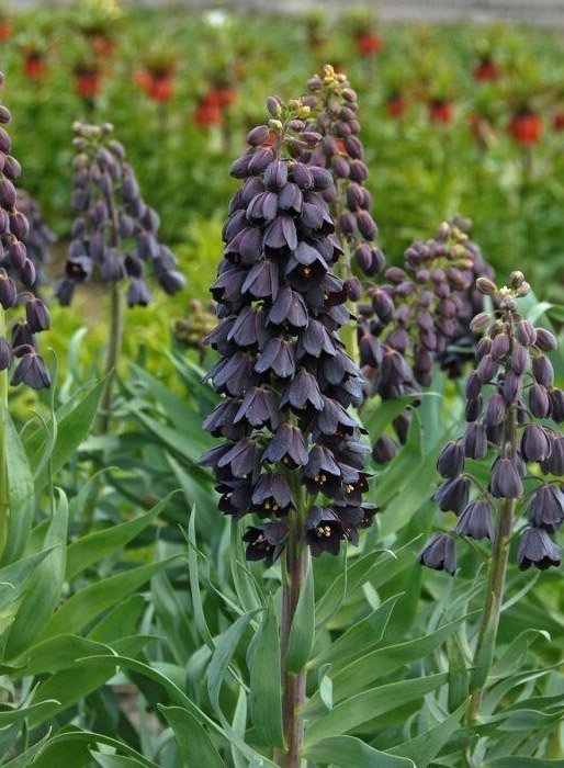 Превью изображения