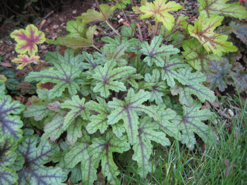 Превью изображения