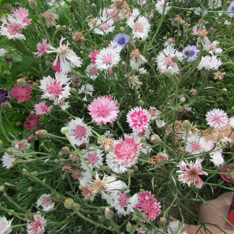 Превью изображения