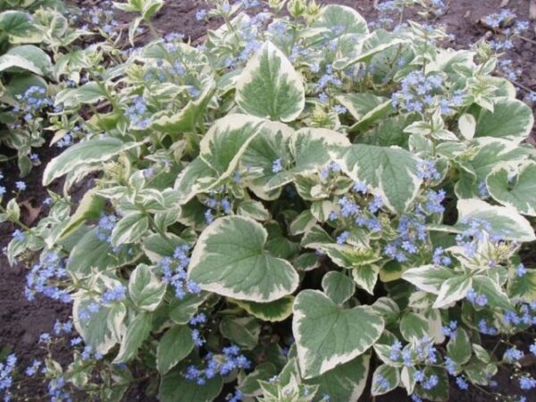 Превью изображения