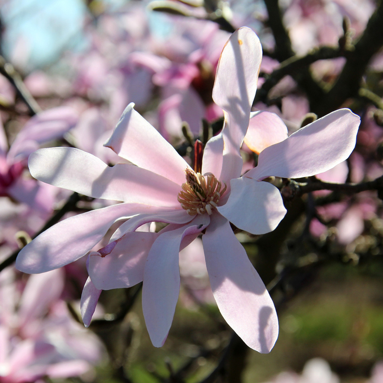 Превью изображения