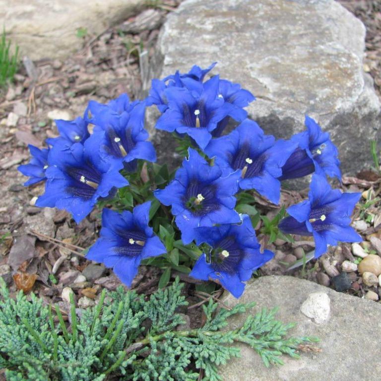 Превью изображения