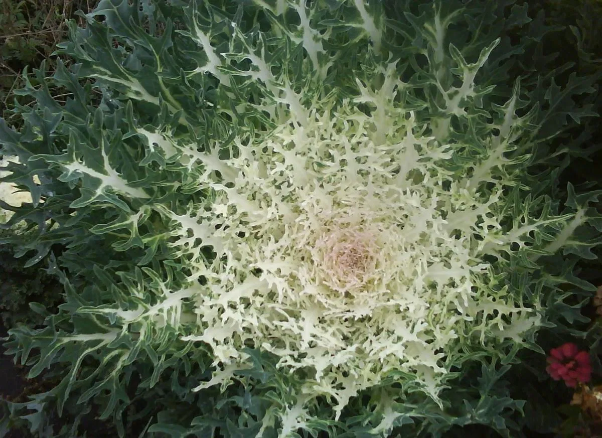 Превью изображения