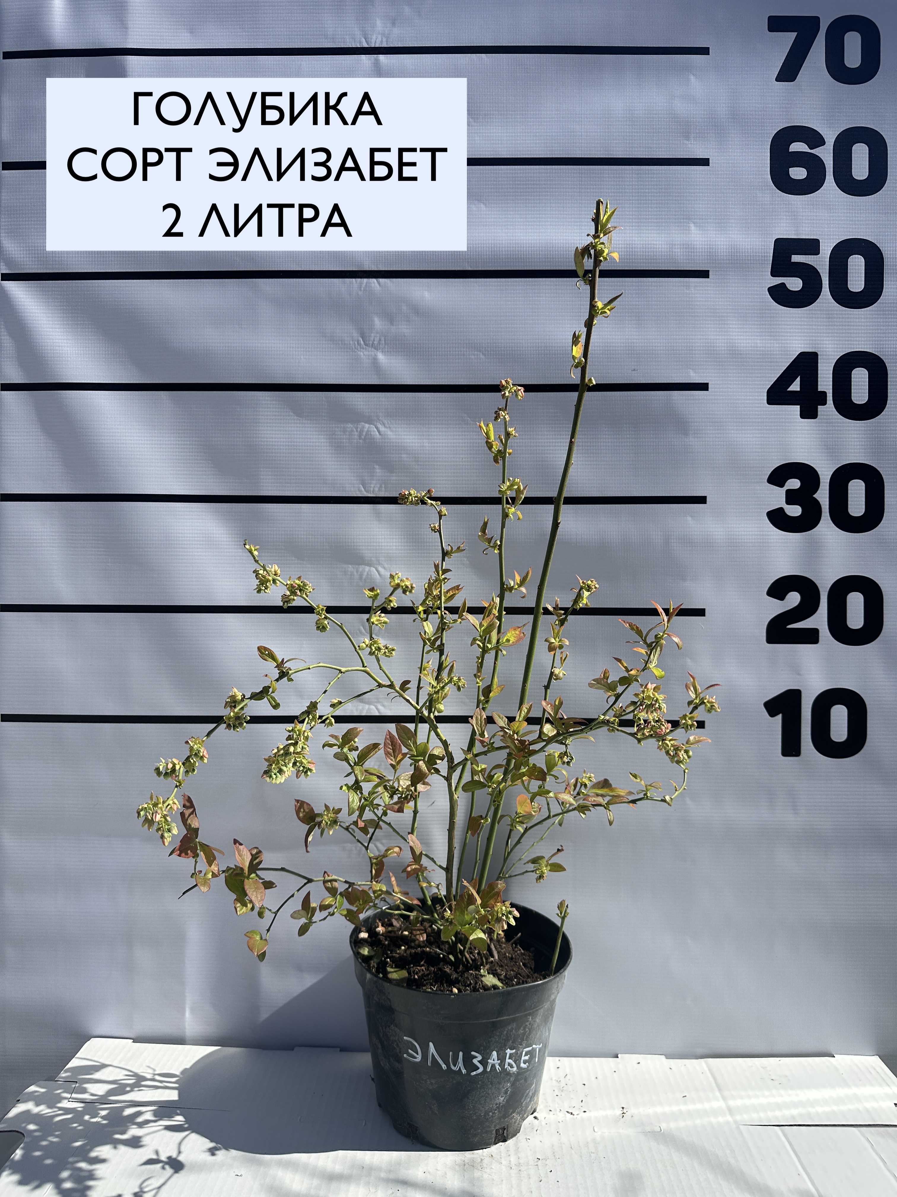Превью изображения