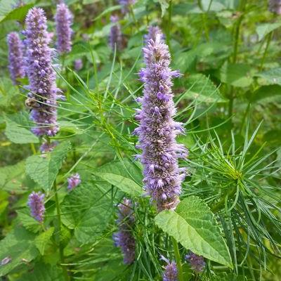 Превью изображения