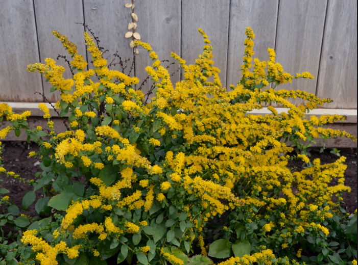 Превью изображения