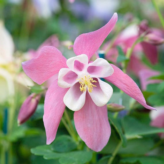 Превью изображения