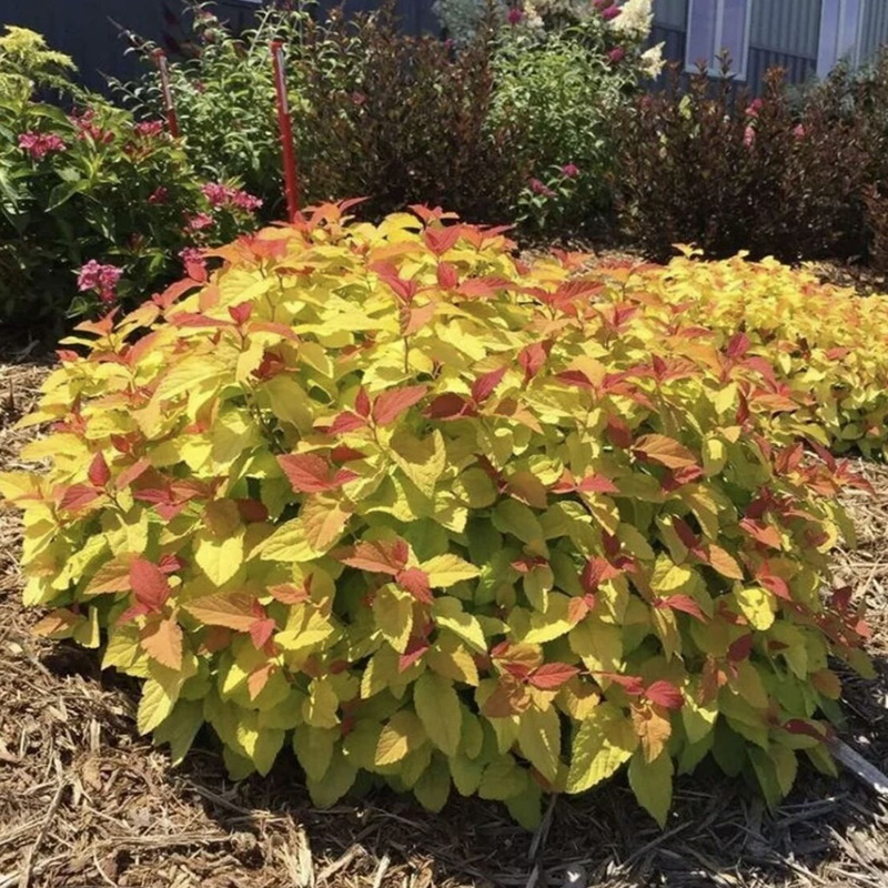 Превью изображения