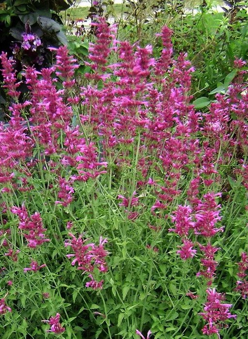 Превью изображения