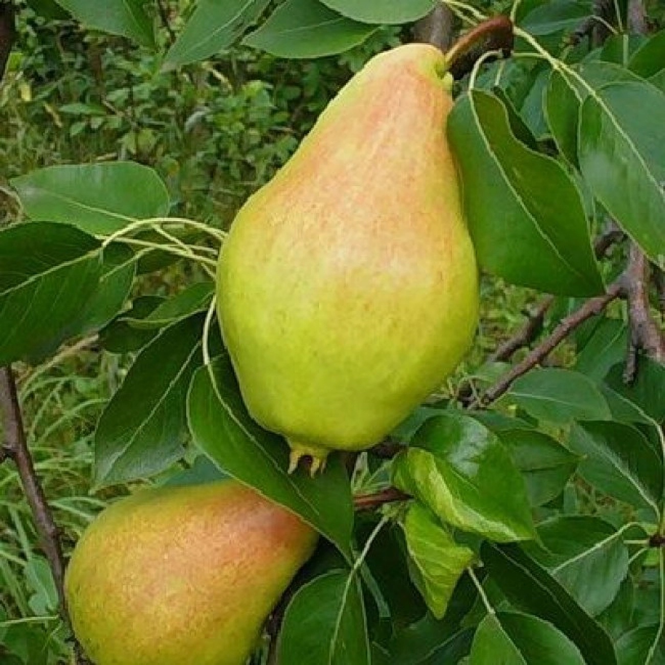 Превью изображения