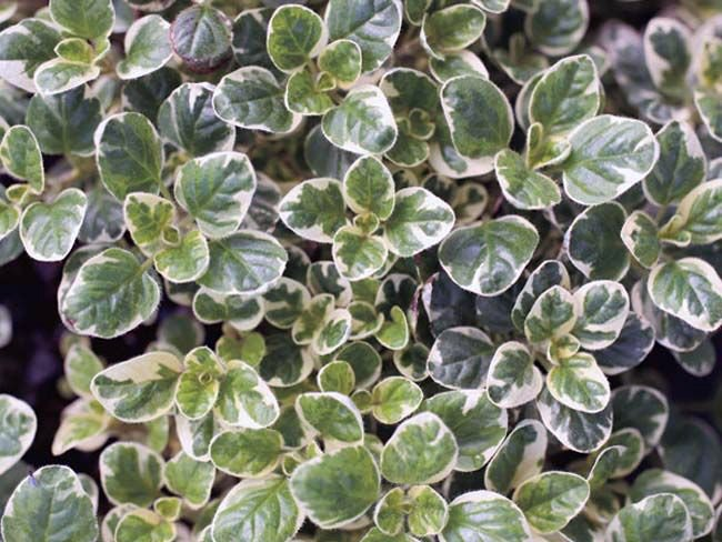 Превью изображения