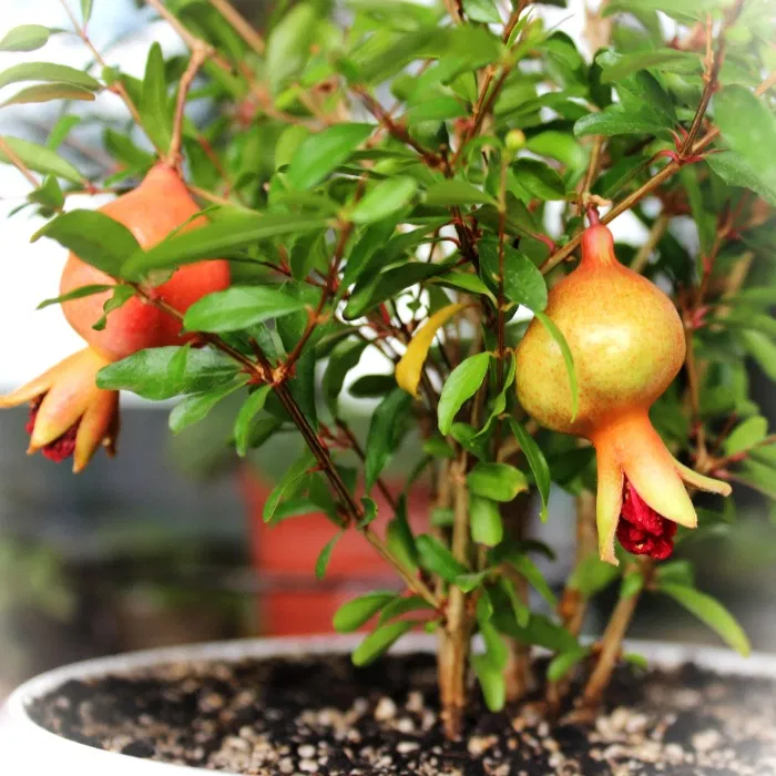 Превью изображения