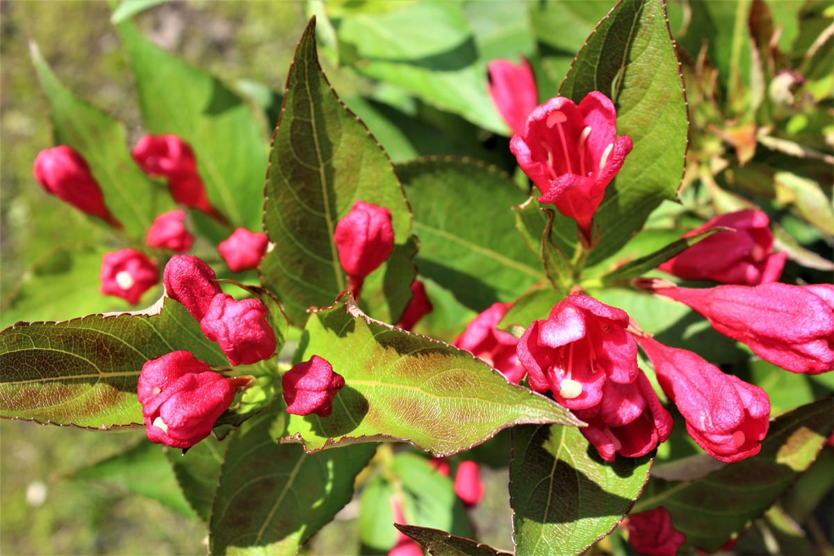 Превью изображения