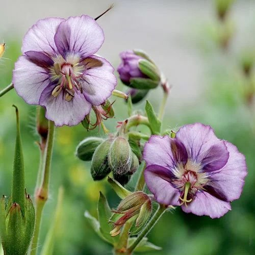 Превью изображения