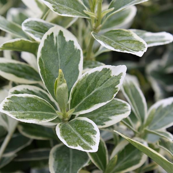 Превью изображения