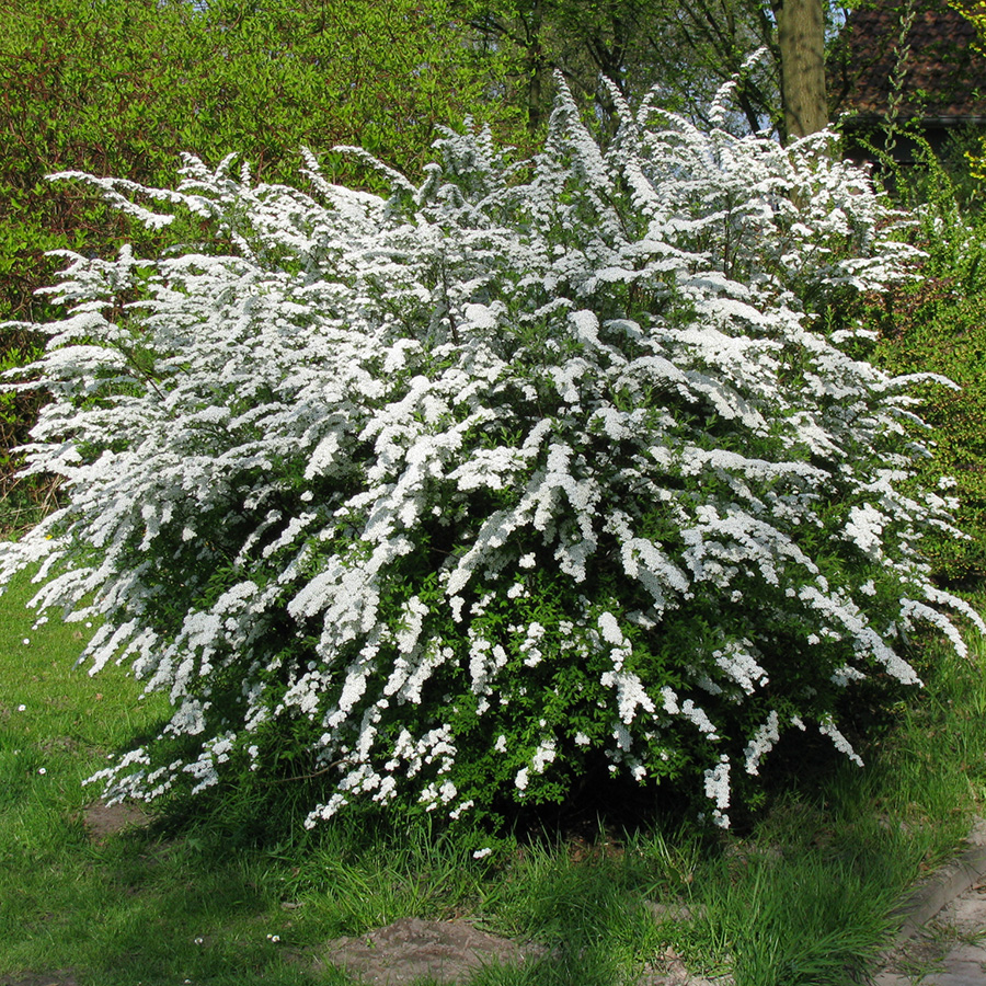 Превью изображения