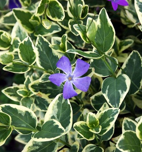 Превью изображения