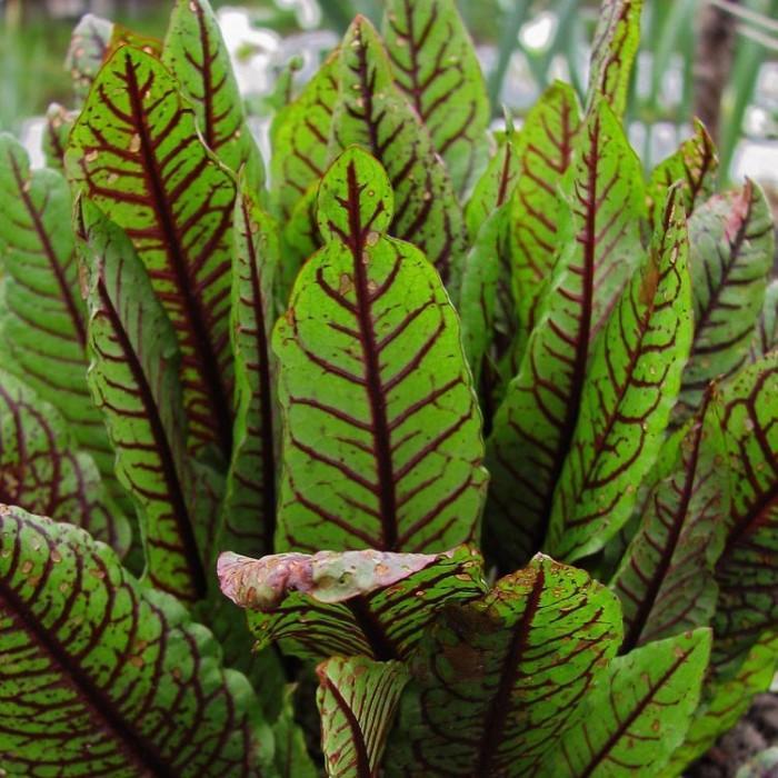 Превью изображения