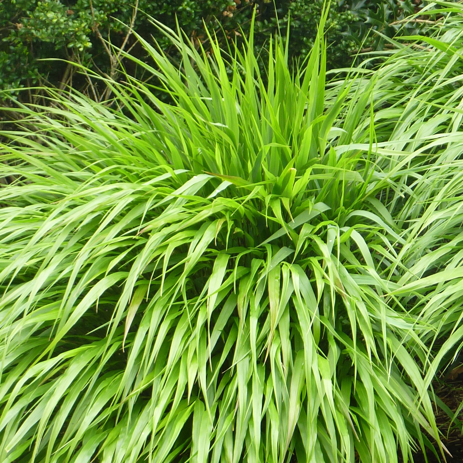 Превью изображения