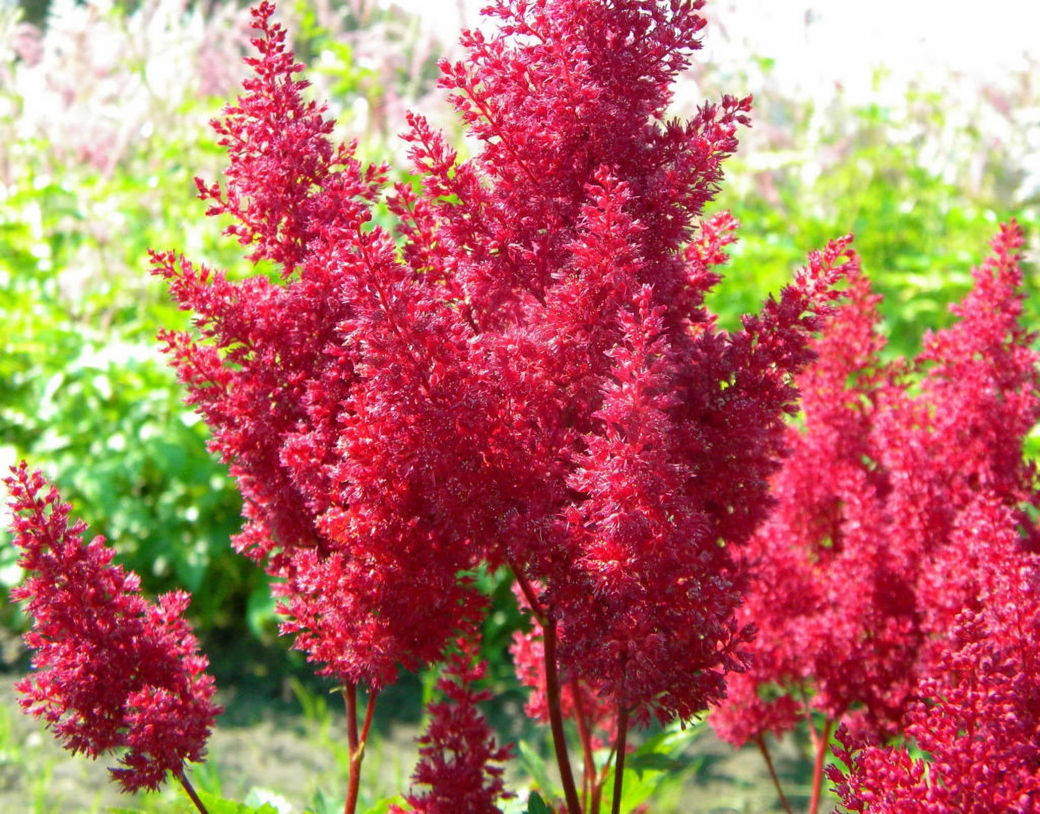 Превью изображения