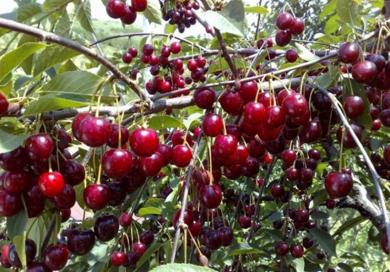 Превью изображения