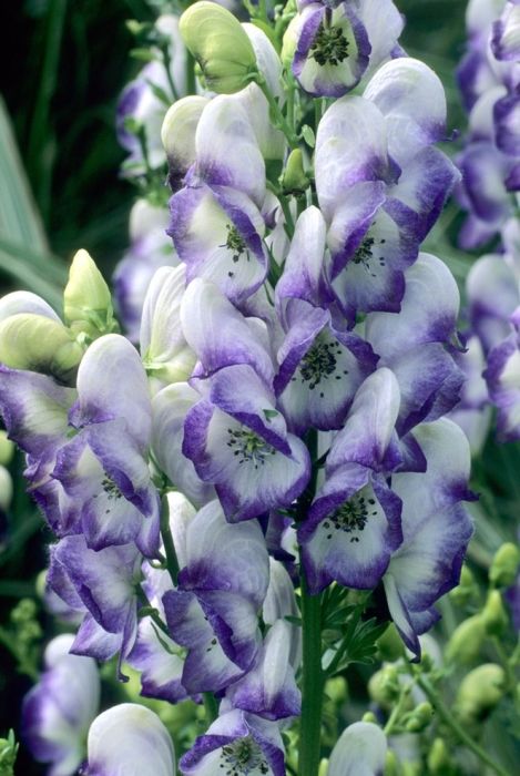 Превью изображения