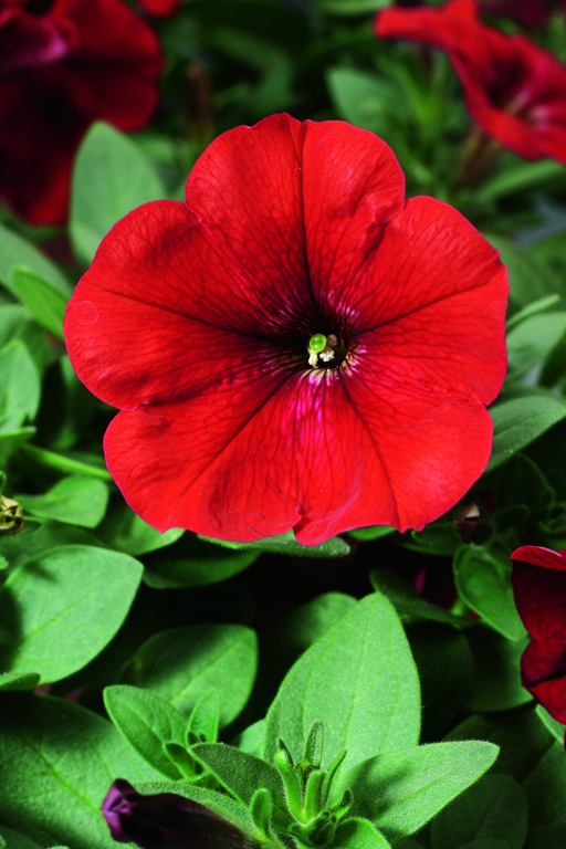 Превью изображения