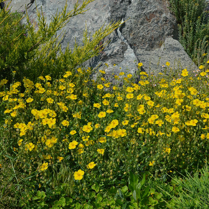 Превью изображения