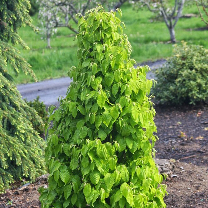 Превью изображения