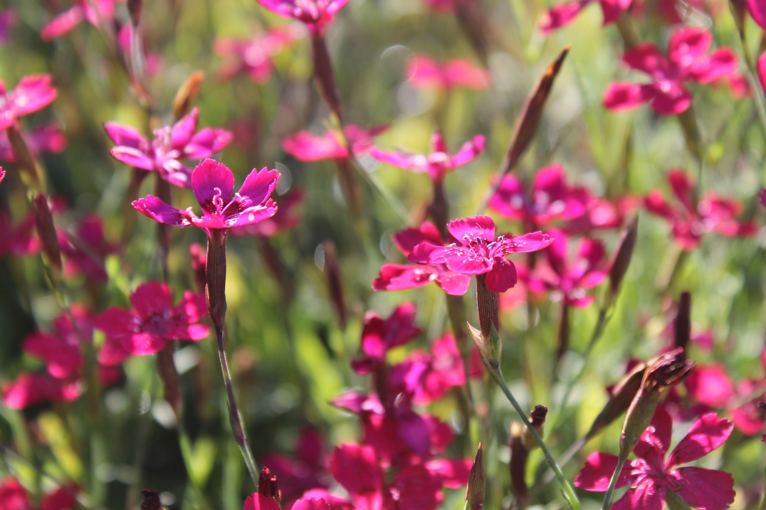 Превью изображения