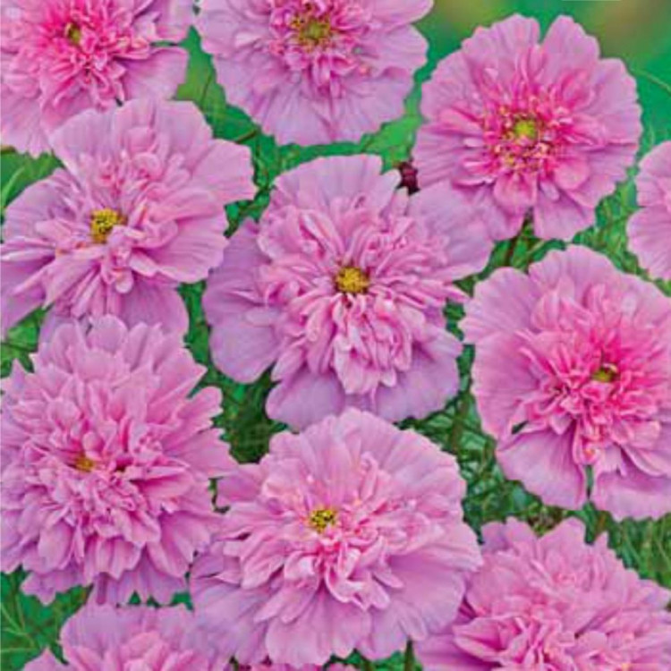 Превью изображения