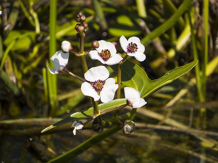 Превью изображения